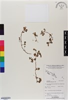 藏品(蠅翅草、三點金草)的圖片