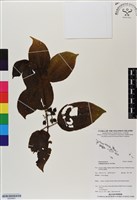 藏品(毛野牡丹)的圖片