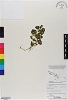 藏品(三翅萼)的圖片