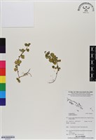 藏品(圓葉山梗菜)的圖片