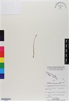 藏品(小鬼蘭)的圖片