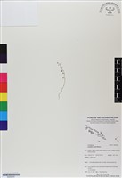 藏品()的圖片