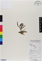 藏品()的圖片