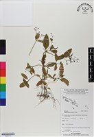 藏品(大葉珠仔草)的圖片