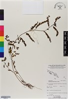 藏品(銳葉小還魂)的圖片