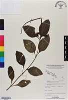 藏品(牙買加長穗木)的圖片