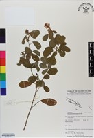 藏品(假地豆)的圖片