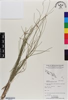 藏品(竹子飄拂草)的圖片