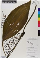 藏品(白鶴蘭)的圖片