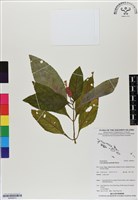 藏品(金紅花)的圖片