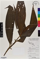 藏品(管花蘭)的圖片