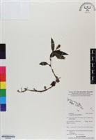 藏品()的圖片