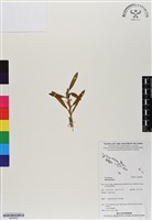 藏品()的圖片