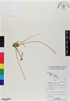 藏品(沙草磚子苗)的圖片