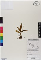 藏品()的圖片