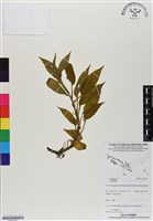 藏品()的圖片