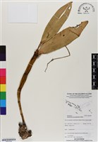 藏品(人面石斛蘭)的圖片