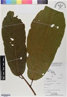 藏品(可可樹)的圖片