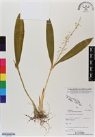 藏品(長腳羊耳蒜、長耳蘭)的圖片