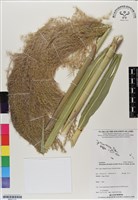 藏品(五節芒)的圖片