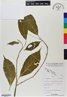 藏品()的圖片