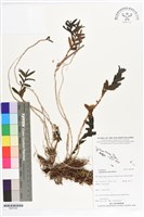 藏品(台灣竹葉蘭)的圖片