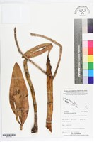 藏品(大鬼石斛蘭)的圖片