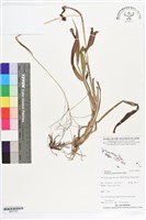 藏品(巴拉草)的圖片