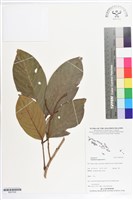 藏品(紅毛丹)的圖片