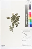 藏品(小葉冷水麻)的圖片