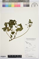 藏品()的圖片