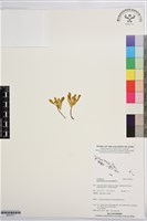 藏品()的圖片