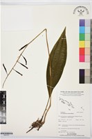 藏品(黃唇蘭、臺灣黃唇蘭、金蟬蘭)的圖片