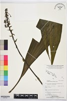 藏品(白鶴蘭)的圖片