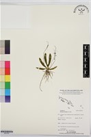 藏品()的圖片