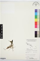 藏品(閉花八粉蘭)的圖片