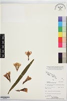 藏品()的圖片