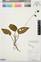 藏品()的圖片