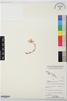 藏品(高士佛上鬚蘭、泛亞上鬚蘭)的圖片