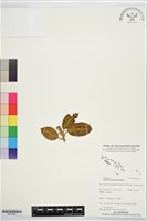 藏品()的圖片