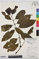 藏品(偽木荔枝)的圖片