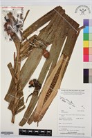 藏品(檳榔)的圖片