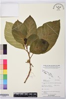 藏品(大冇榕、稜果榕)的圖片