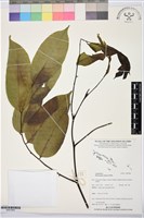 藏品(印度紫檀、青龍木)的圖片