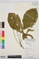 藏品(止宮樹)的圖片