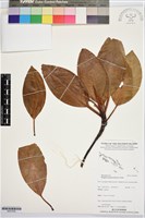 藏品(紅茄苳、木欖、紅樹、五蛟梨)的圖片