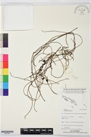 藏品(無根草)的圖片