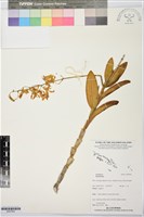 藏品()的圖片
