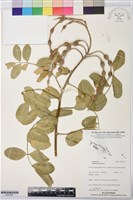 藏品(毛苦參)的圖片