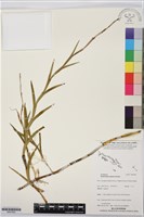 藏品(燕子石斛)的圖片